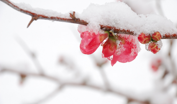 Février, aux prémices d'un printemps attendu